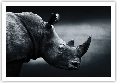 Produktbild von Poster - Poster ohne Rahmen - Nashorn Schwarzweiß Porträt - 100x70 cm - Wand Bild - Wanddeko - Wandbilder - Kunstposter - Wandposter - Bilder - Kunstdruck - Wandbild - P2XAA100x70-4347