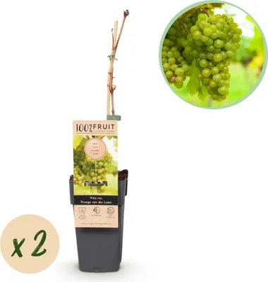 Produktbild von Weinrebe Vitis vinifera Frühzeit von der Laan 2 Pflanzen 50cm Ø15cm Weintraube