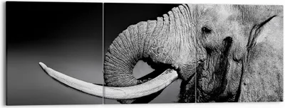 Produktbild von Bild auf Leinwand - Leinwandbild - Elefant Stoßzahn Natur - 150x50cm - Wand Bild - Wanddeko - Leinwanddruck - Bilder - Kunstdruck - Wanddekoration - Leinwand bilder - Wandkunst - CA150x50-3443