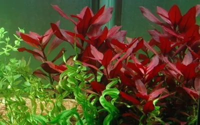 Produktbild von Aquarium Pflanze Ludwigia repens 'Rubin' Tropica Nr.033D Wasserpflanzen