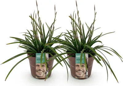 Image de Green boutiQ - Graminées ornementales - Carex morrowii Irish Green - Vert et jaune - 2 plants - À feuillage persistant - Peu d'entretien - Pot de 17 cm, hauteur 50 cm