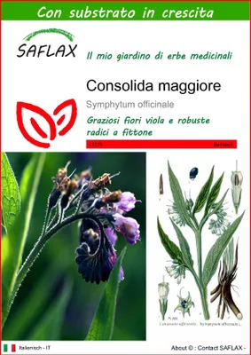 Immagine prodotto di SAFLAX  - Consolida maggiore - 15 semi - Con substrato - Symphytum