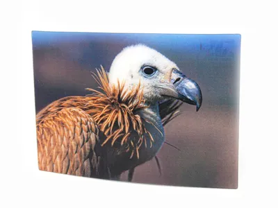Produktbild von 3 D Ansichtskarte Geier, Postkarte Wackelkarte Hologrammkarte Tiere Tier Vogel Aasfresser