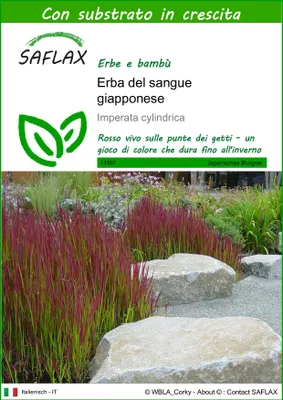 Immagine prodotto di SAFLAX  - Erba del sangue giapponese - 50 semi - Con substrato - Imperata