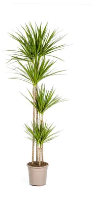 Produktbild von Dracaena Marginata - Drachenbaum - Grün - Ø27cm - Höhe 170 - 190cm