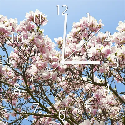 Produktbild von Wallario Design Wanduhr Schöne rosa Magnolien-Blüten vor blauem Himmel aus Echtglas, Größe 30 x 30 cm