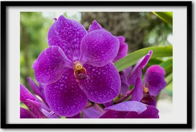 Produktbild von Bild 60x40 MDF-Rahmen, Wandkunst Orchidee