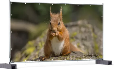 Produktbild von Wallario XXL Outdoor-Poster für Garten oder Balkon, Motiv Niedliches Eichhörnchen knabbert an einer Nuss, in ca. 340 x 173 cm
