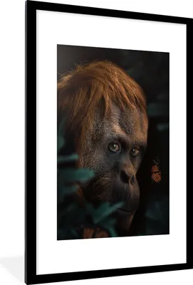 Produktbild von MuchoWow® MuchoWow® Gerahmtes Poster Dschungel - Schmetterling - Affe 60x90 cm - Poster mit zchwarzem Bilderrahmen - Dekoration - Wandposter Wohnzimmer - Hochwertig