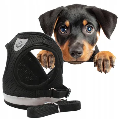 Produktbild von Atmungsaktives Hundegeschirr für Katzen & Hunde, Größe L
