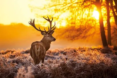Zdjęcie produktu dla Golden Stag – Jeleń – 61 x 91,5 cm – Plakat