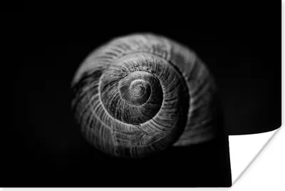 Produktbild von MuchoWow® Poster Schnecke - Tiere - Schwarz - Weiß - Schneckenhaus 60x40 cm - Schlafzimmerdekoration