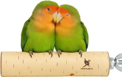 Immagine prodotto di Ramo di betulla naturale per pappagalli - S 25 cm, ideale per cacatua e pappagallini