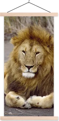 Produktbild von MuchoWow® Textilposter Löwe - Afrika - Tier 60x120 cm mit holzfarbenen Rahmen - Holz