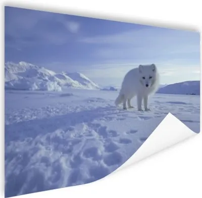 Produktbild von MuchoWow® Poster Fuchs - Schnee - Berge 60x40 cm - Schlafzimmerdekoration
