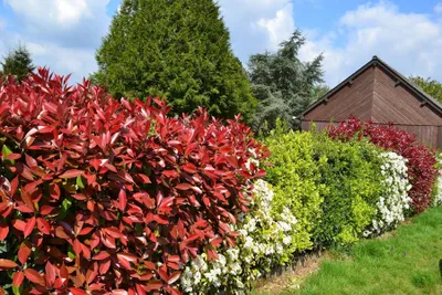 A garden hedge with various plants, including red-leafed shrubs, green bushes, and white flowers, with a wooden building in the background.