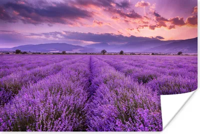 Produktbild von MuchoWow® Poster Lavendel - Lila - Blumen - Feld 180x120 cm - Fotoplakat