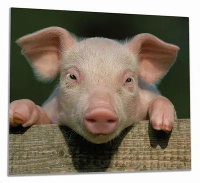 Produktbild von Wallario Herdabdeckplatte aus Glas, Größe 60 x 52 cm 1-teilig, Motiv Süßes Ferkel auf dem Bauernhof in Nahaufnahme