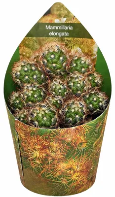 Produktbild von Mammilaria elongata anguinea - seltener Kugelkaktus - Rarität - 6,5cm Topf - 15cm hoch