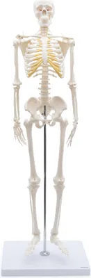 Produktbild von Mini Skelett Anatomie Modell 85cm flexible Gelenke Schädel abnehmbar auf Stativ