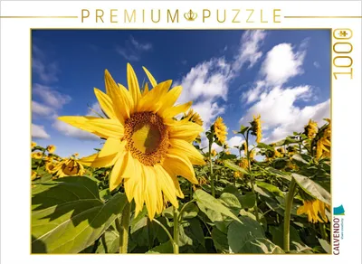Produktbild von CALVENDO Puzzle Sonnenanbeter bei Billigheim | 1000 Teile Lege-Größe 64x48cm Foto-Puzzle für glückliche Stunden