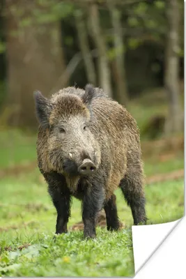 Produktbild von MuchoWow® Poster Wildschwein - Tier - Gras 120x180 cm - Kunstposter