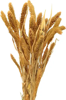 Produktbild von Trockenblumen Borstenhirse für elegante Floristik und Dekoration