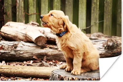 Produktbild von MuchoWow® Poster Hund - Zweig - Natur 120x80 cm - Bilder