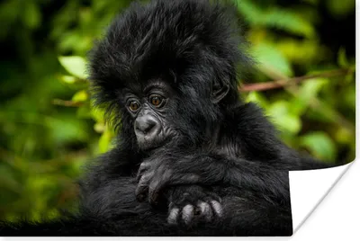 Produktbild von MuchoWow® Poster Nahaufnahme eines jungen Gorillas 120x80 cm - Bilder