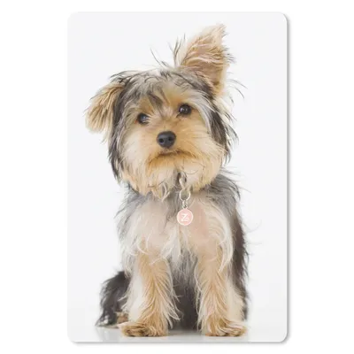 Produktbild von MuchoWow® Mauspad Mousepad Porträt eines Yorkshire-Terriers 18x27 cm - Mousepads - Maus Mat - Pad - Mausunterlage