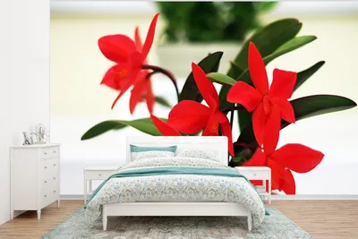 Produktbild von MuchoWow® Fototapete für Wohnzimmer oder Schlafzimmer Wandtapete Vinyl Motivtapete Rote Orchideen im Topf - 295x220 cm - Wand Tapete
