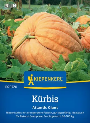 Produktbild von Kiepenkerl Kürbissamen Atlantic Giant Cucurbita maxima 5 Pflanzen