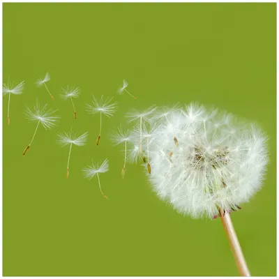 Produktbild von Wallario Möbeldesign / Aufkleber, geeignet für Ikea Lack Tisch - Pusteblume auf der Wiese mit fliegenden Samen in 55 x 55 cm