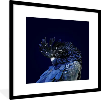 Produktbild von MuchoWow® MuchoWow® Gerahmtes Poster Nahaufnahme Rotschwanzkakadu 40x40 cm - Poster mit zchwarzem Bilderrahmen - Poster - Plakat im Rahmen