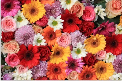 Produktbild von MuchoWow® Poster Blumen - Farben - Gerbera - Rosen 90x60 cm - Schlafzimmer
