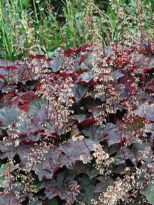 Produktbild von Heuchera micrantha 'Purple Petticoats', Purpurglöckchen, ca. 11x11 cm Topf