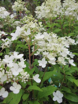 Produktbild von Hydrangea paniculata Petite ® Star - Rispenhortensie Petite ® Star