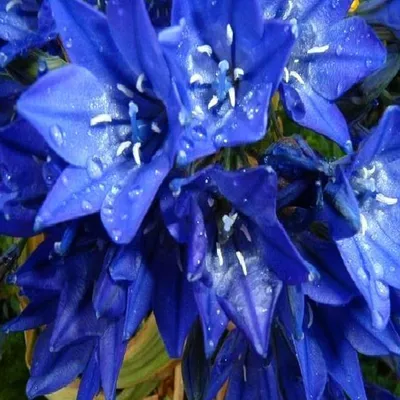 Immagine prodotto di Bulbi di giacinto, bulbi, fiori, Brodiaea Queen Fabiola, confezione da 10 pezzi.