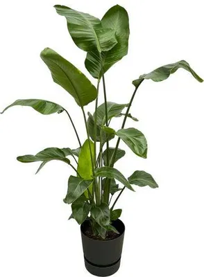 Zdjęcie produktu dla Strelitzia Nicolai – drzewo strelitzia – roślina doniczkowa ok. 160 cm – ø30 cm – wraz z donicą Greenville Schwarz – biały ptak rajski – tropikalna roślina doniczkowa XL do salonu, biura i ogrodu zimowego