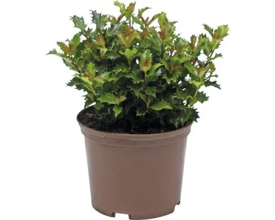 Obrázek produktu pro Cesmína ostrolistá FloraSelf Ilex meserveae 'Little Rascal' výška 12-15 cm květináč 1,5 l