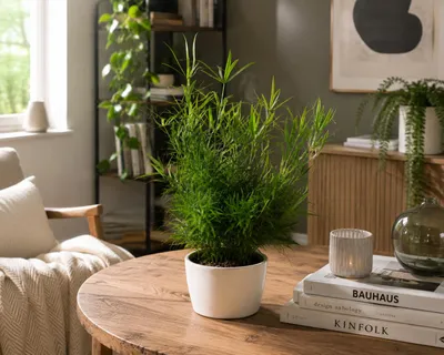 Produktbild von Asparagus falcatus ca. 35 cm – Zierspargel | Sicheldorn-Spargel | Immergrüne Zimmerpflanze für Wohnzimmer, Büro & Wintergarten, KI-generiertes Bild