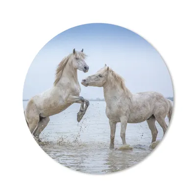 Produktbild von MuchoWow® Mauspad Mousepad Zwei Pferde im Wasser in der Camargue 20x20 cm - Mousepads - Maus Mat - Pad - Mausunterlage - Schreibtischmatte