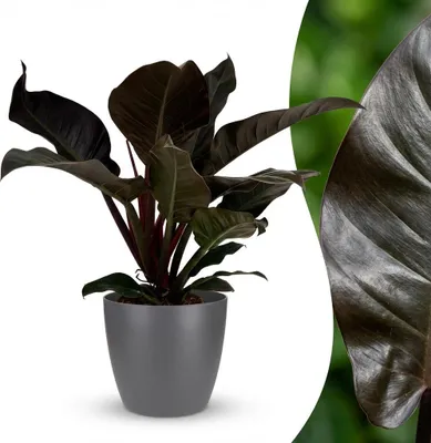 Image de Green boutiQ - Plante d'intérieur - Philodendron - Philodendron Imperial Red - Rouge - Peu d'entretien - 1 plante - avec pot gris - Pot 19 cm - Hauteur 60 cm