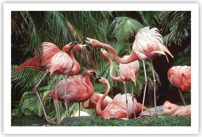 Produktbild von Poster - Poster ohne Rahmen - Palmen Herde Flamingos - 91,5x61 cm - Wand Bild - Wanddeko - Wandbilder - Kunstposter - Wandposter - Bilder - Kunstdruck - Wanddekoration - Wandbild - P2XAA91x61-4804