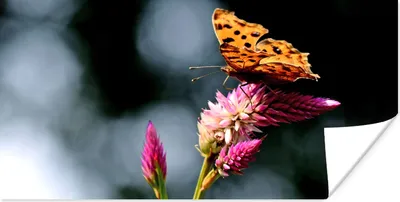 Produktbild von MuchoWow® Poster Schmetterling - Blumen - Insekten 40x20 cm - Poster für die Wand - Poster Schlafzimmer