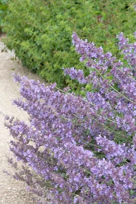 Immagine prodotto di Nepeta 'Walker's Low' 24 piante 10-25cm Ø9cm Erba profumata blu lavanda