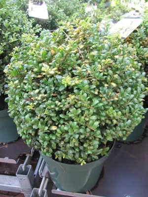 Produktbild von Ilex crenata Gold Tip - Japanische Stechpalme - Japanische Hülse - 30-40
