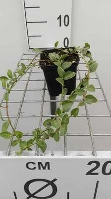 Produktbild von 12 x Vinca minor 'Argenteovariegata' - Kleine Immergrüne Waldrebe 'Argenteovariegata - Topf 9 cm x 9 cm