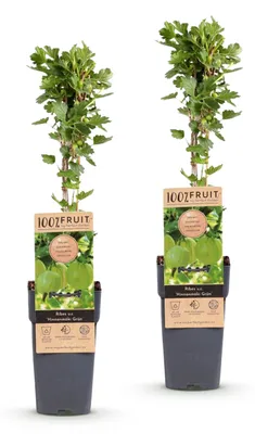 Produktbild von Green boutiQ - Obstpflanze - Ribes uva-crispa Hinnonmäki Grün - Stachelbeere - Winterhart - Grüne Beere - 2 Pflanzen - Topf 15cm - Höhe 50cm