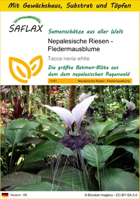 Produktbild von SAFLAX Anzucht Set - Nepalesische Riesen - Fledermausblume - Tacca nevia white - 10 Samen - Mit Mini-Gewächshaus, Anzuchtsubstrat und 2 Töpfen
